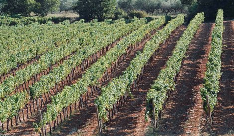 Feriebolig i Provence med udsigt over vinmarker og mulighed for vinsmagning i nærområdet.